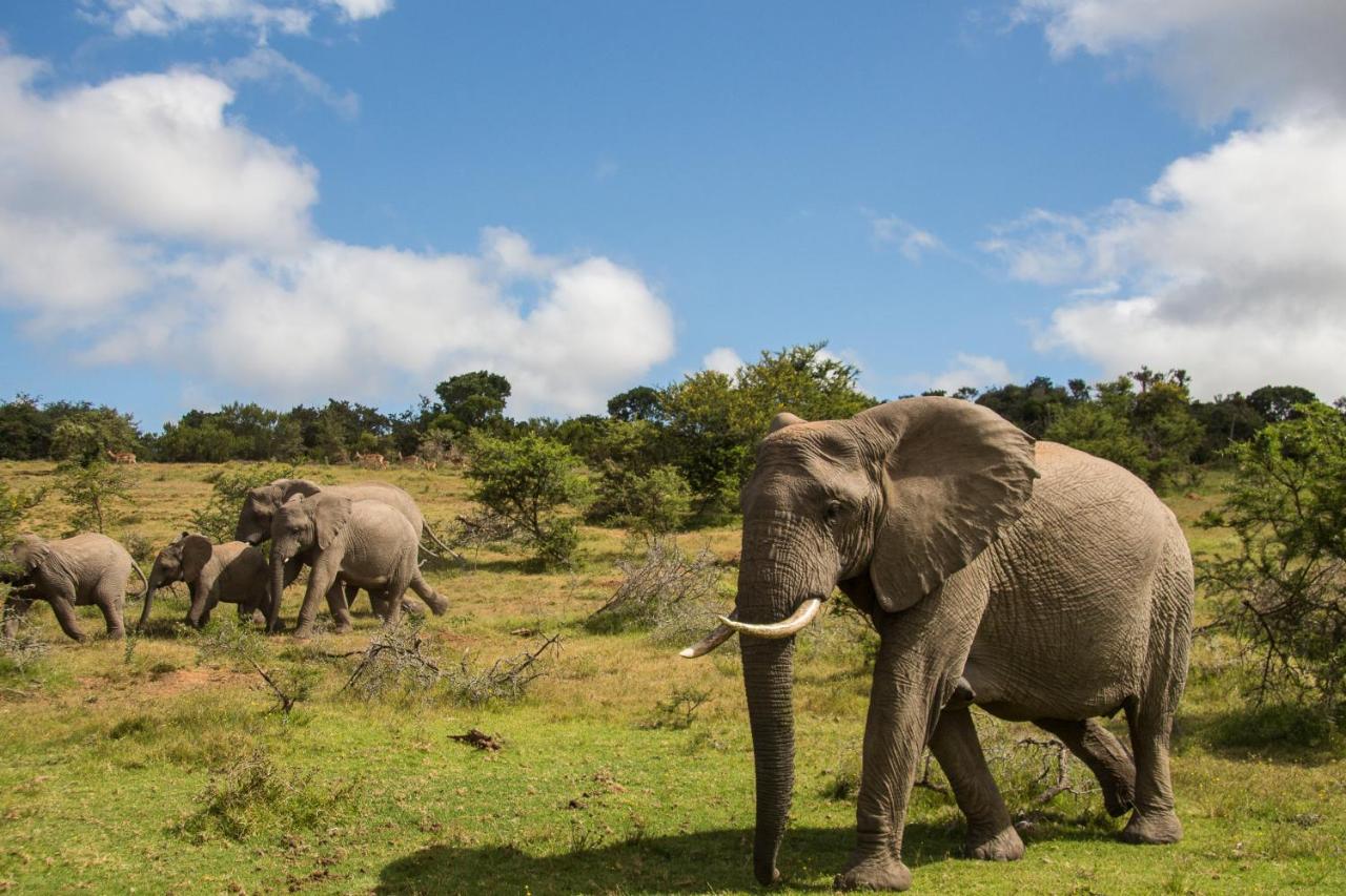 Pumba Private Game Reserve Grahamstown Exterior foto