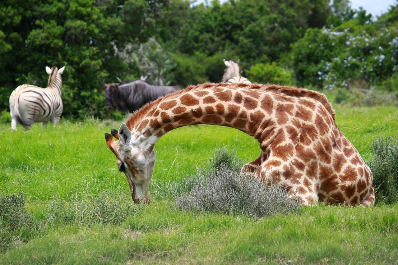 Pumba Private Game Reserve Grahamstown Exterior foto