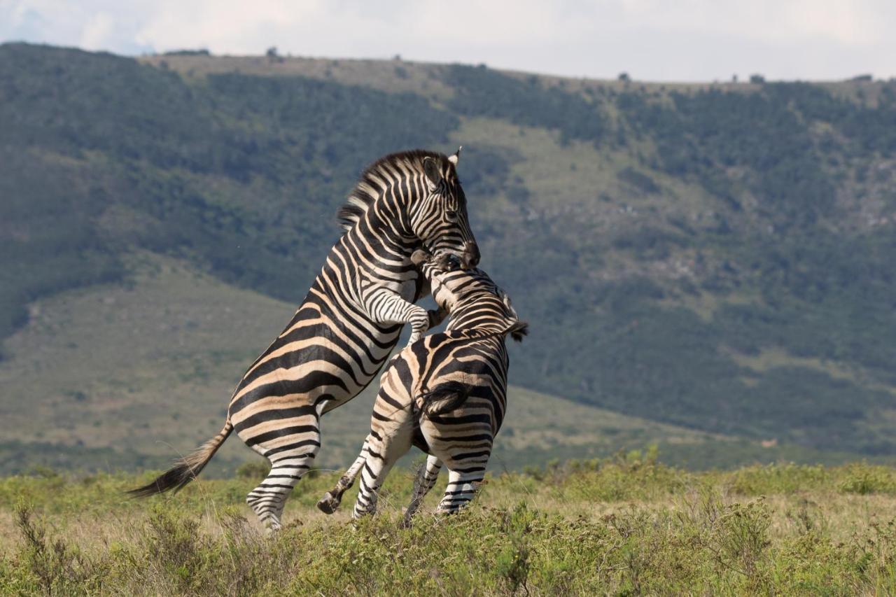Pumba Private Game Reserve Grahamstown Exterior foto