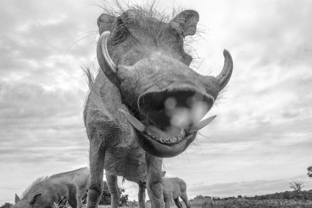 Pumba Private Game Reserve Grahamstown Exterior foto