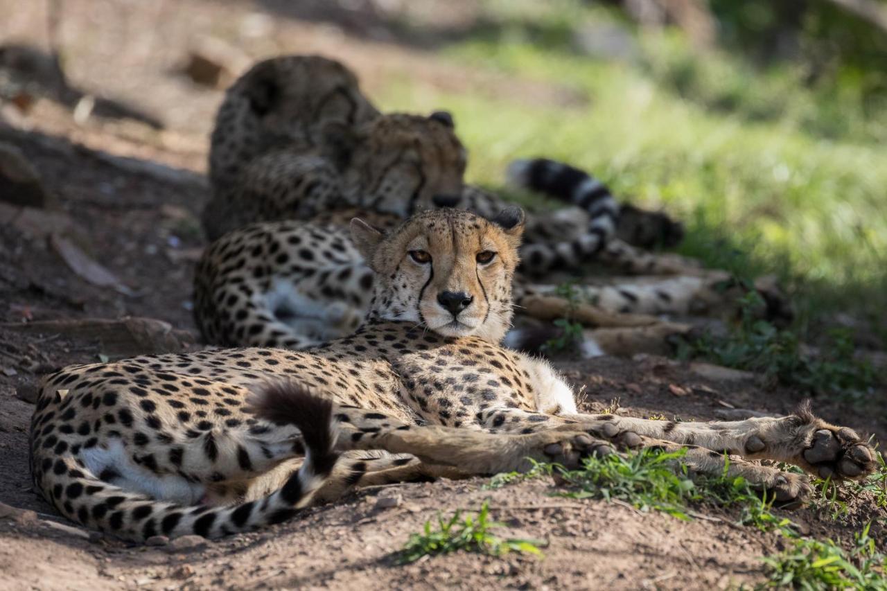 Pumba Private Game Reserve Grahamstown Exterior foto