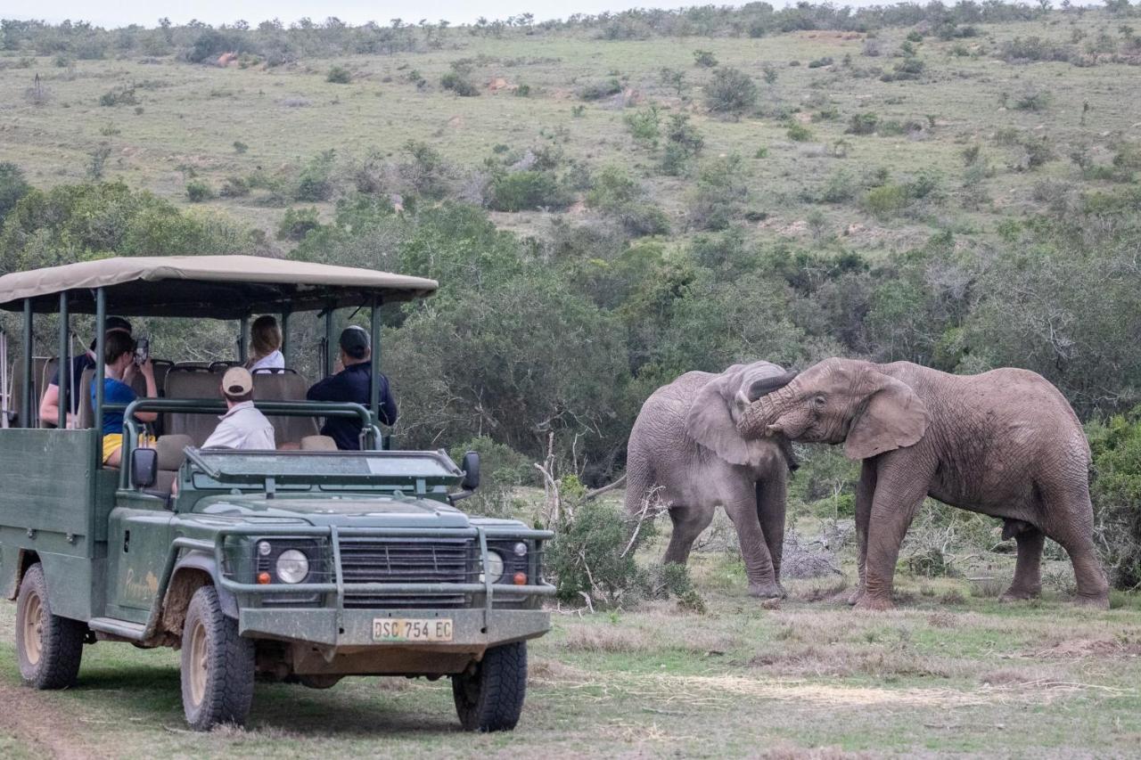 Pumba Private Game Reserve Grahamstown Exterior foto