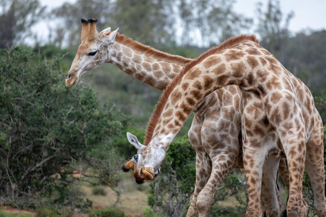 Pumba Private Game Reserve Grahamstown Exterior foto