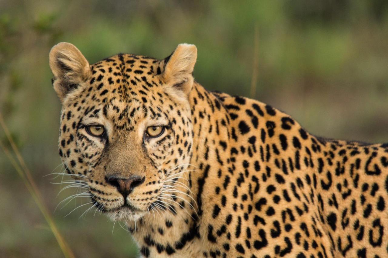 Pumba Private Game Reserve Grahamstown Exterior foto