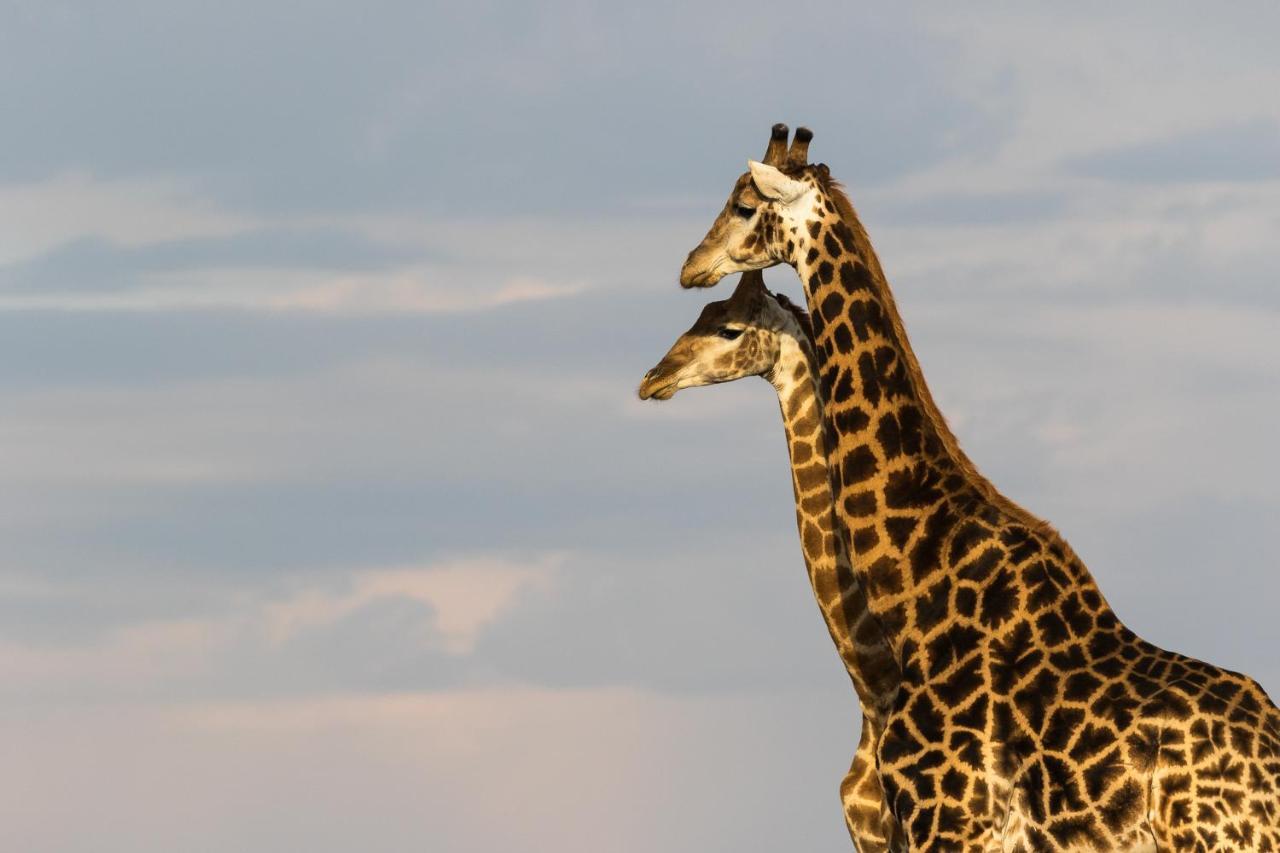 Pumba Private Game Reserve Grahamstown Exterior foto
