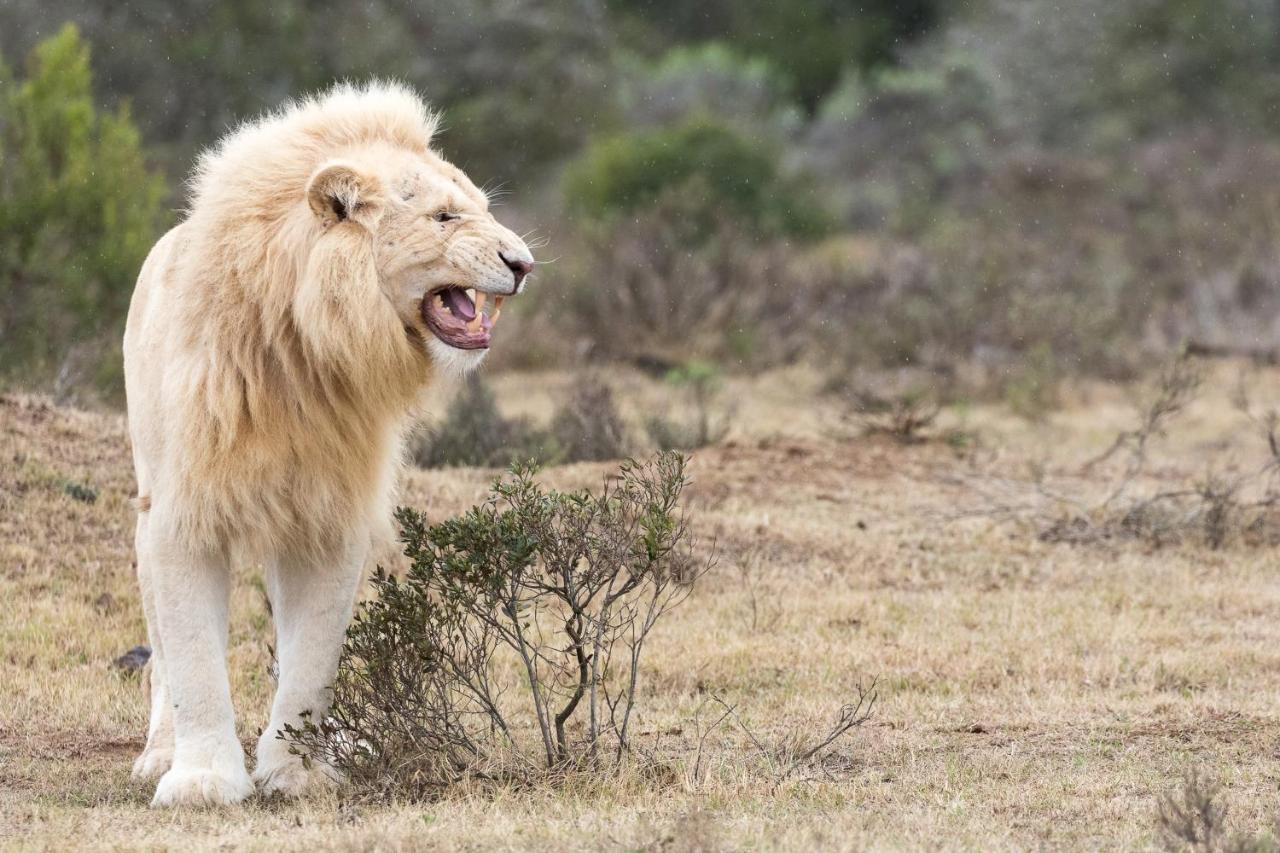Pumba Private Game Reserve Grahamstown Exterior foto