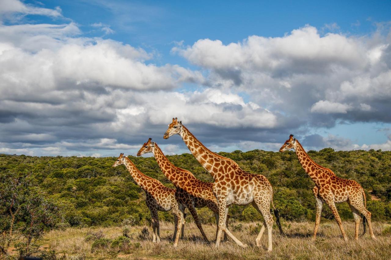 Pumba Private Game Reserve Grahamstown Exterior foto
