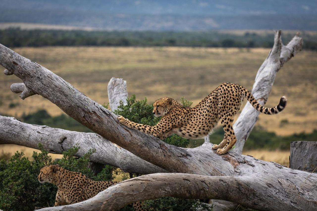 Pumba Private Game Reserve Grahamstown Exterior foto