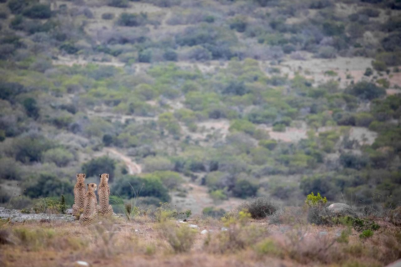 Pumba Private Game Reserve Grahamstown Exterior foto