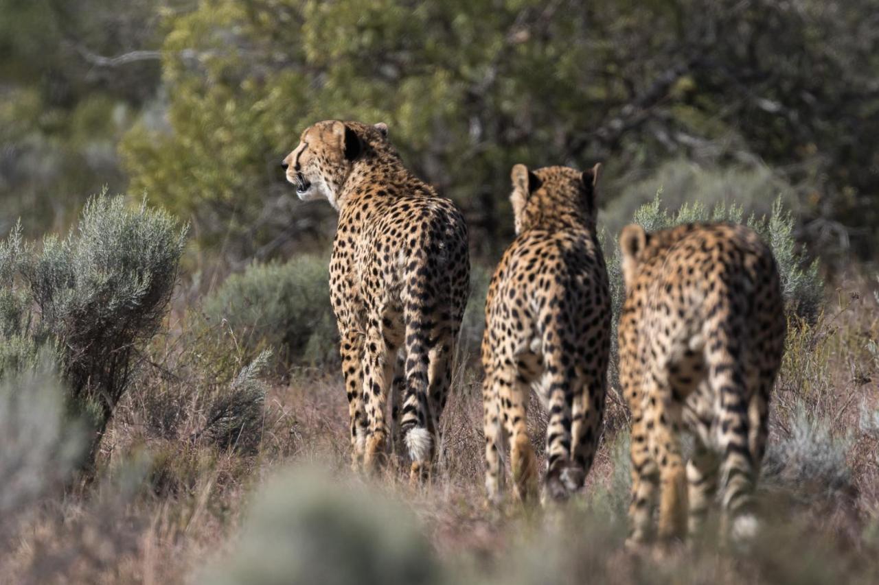 Pumba Private Game Reserve Grahamstown Exterior foto