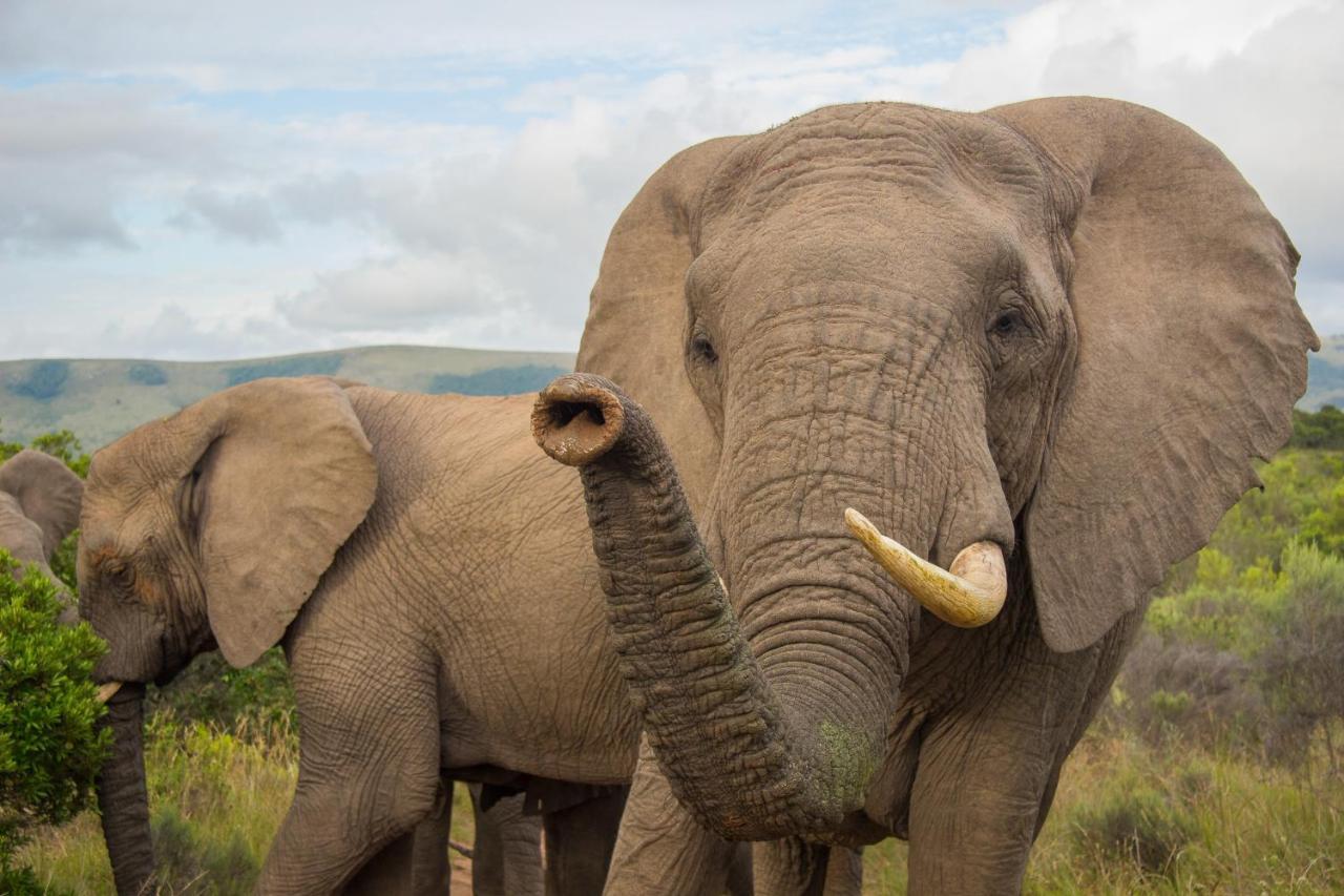 Pumba Private Game Reserve Grahamstown Exterior foto
