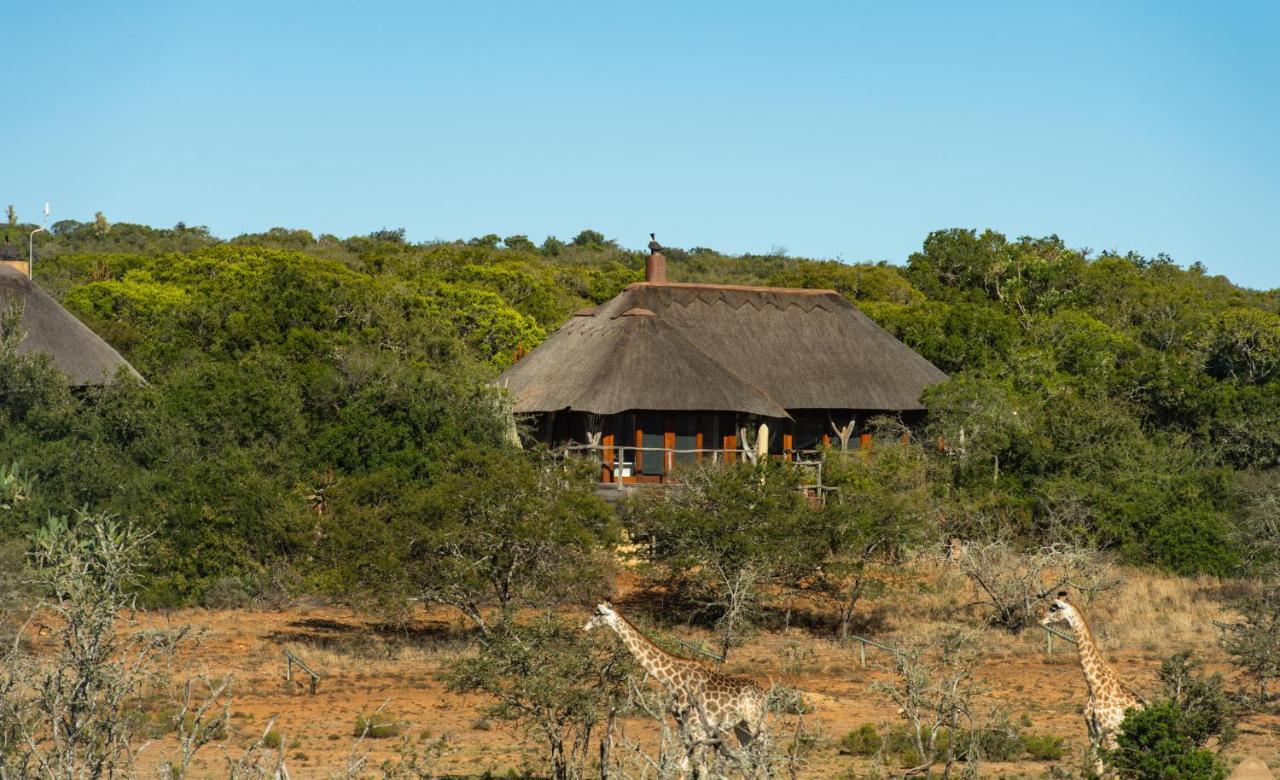 Pumba Private Game Reserve Grahamstown Exterior foto
